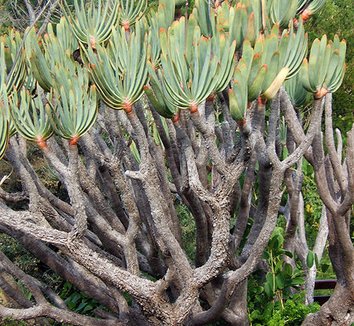 Aloe plicatilis 2 form
