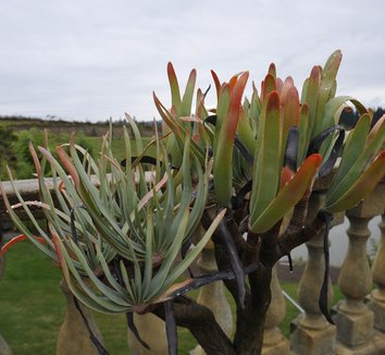 Aloe plicatilis 6