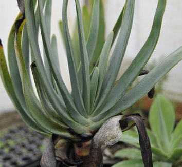 Aloe plicatilis 7