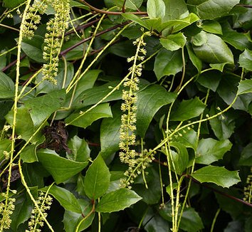 Itea ilicifolia 8 flower