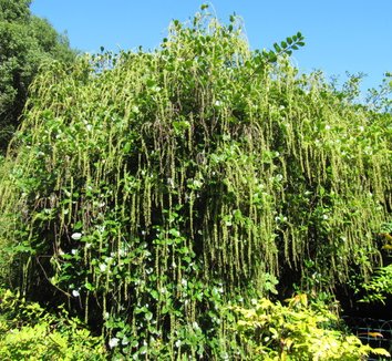 Itea ilicifolia 5 form