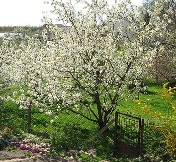 cherry tree zone 9b prunus avium gisela root stock combination sweet cherry plant lust cherry tree zone 9b prunus avium gisela root stock combination sweet cherry plant lust