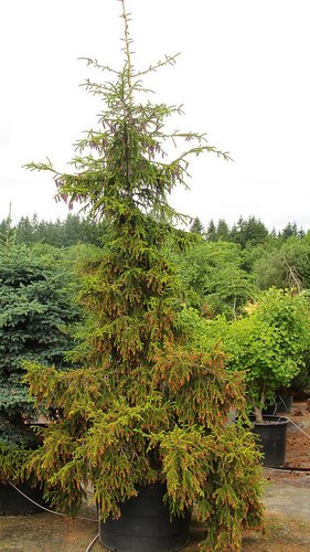 Picea orientalis ‘Aureospicata’ | Picea orientalis ‘Aureaspicata
