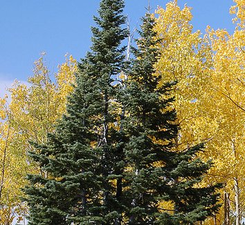 Abies lasiocarpa var. arizonica 1 form