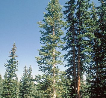 Abies lasiocarpa var. arizonica 5 form