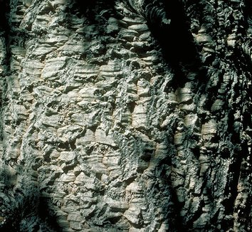 Abies lasiocarpa var. arizonica 4