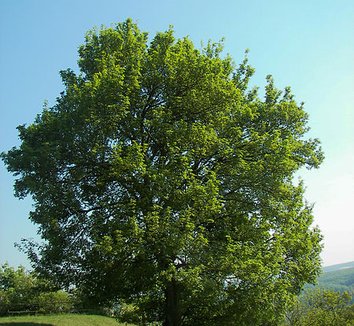 Acer campestre 1 form