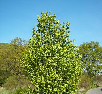 Acer campestre 2 form