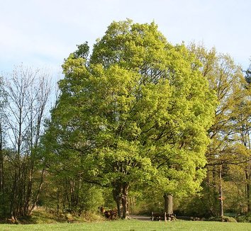Acer campestre 3 form