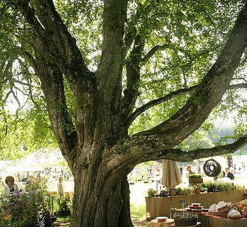Acer campestre 5 trunk