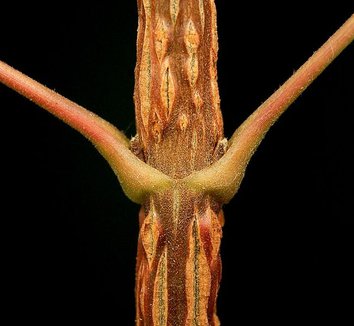 Acer campestre 6 stem