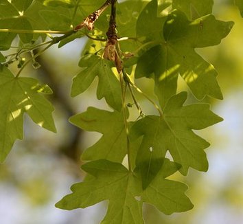 Acer campestre 9