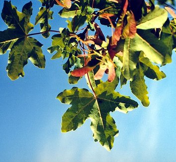 Acer campestre 12
