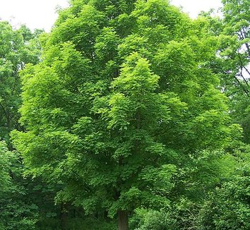 Acer saccharum 1 form