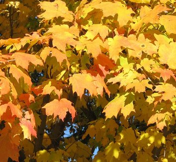 Acer saccharum 6