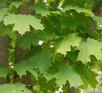 Acer saccharum 8