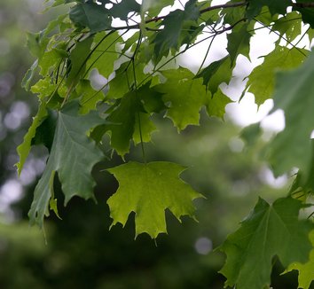 Acer saccharum 9