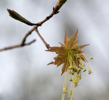 Acer saccharum 11 flower