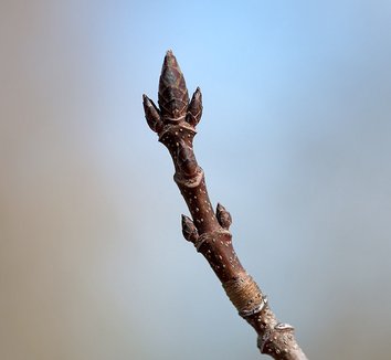 Acer saccharum 12