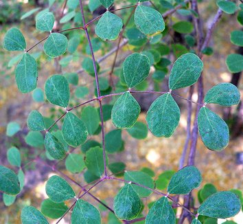 Caesalpinia cacalaco 2