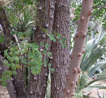 Caesalpinia cacalaco 1