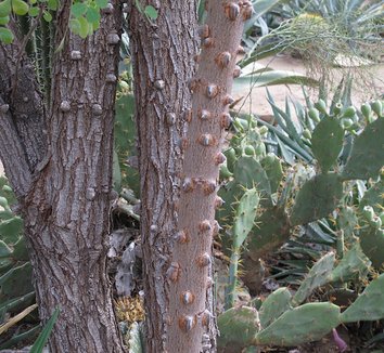 Caesalpinia cacalaco 5
