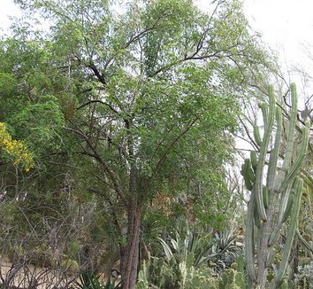 Caesalpinia cacalaco 4 form