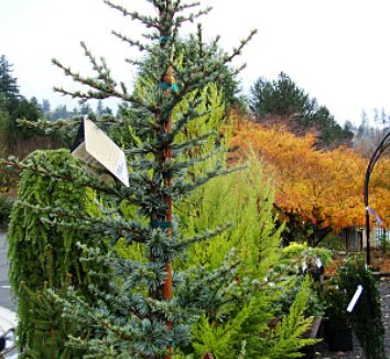 Cedrus atlantica ‘Horstmann’ | Horstmann Blue Atlas Cedar| plant lust