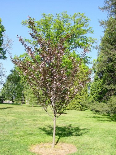 cherry tree zone 9b prunus serrulata royal burgundy royal burgundy flowering cherry plant lust cherry tree zone 9b prunus serrulata royal burgundy royal burgundy flowering cherry plant lust