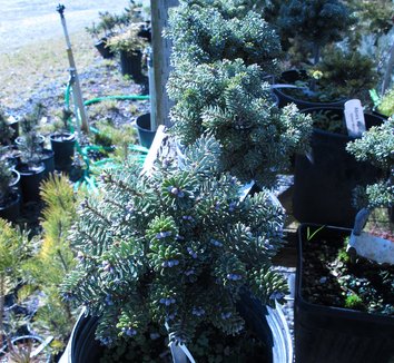 Abies koreana 'Silberperle' 4