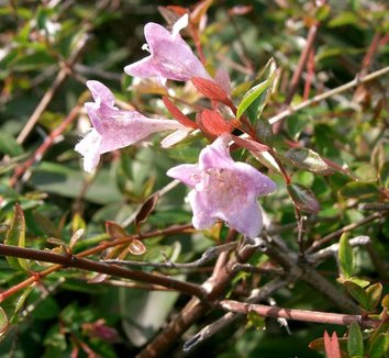 Abelia x grandiflora 'Edward Goucher' 1 flower