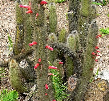 Cleistocactus hyalacanthus 8 flower, form