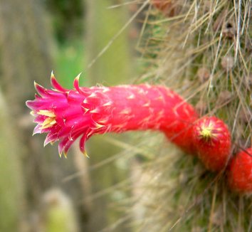 Cleistocactus hyalacanthus 7 flower
