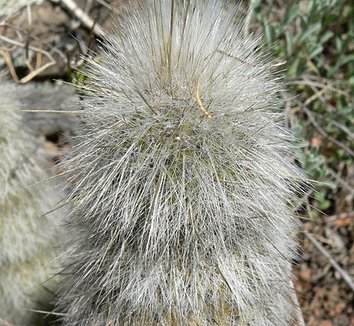 Cleistocactus hyalacanthus 6