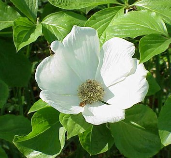 Cornus nuttallii 1 flower