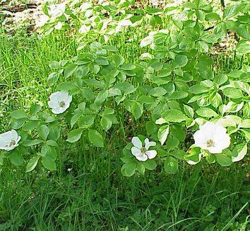 Cornus nuttallii 6 flower