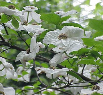 Cornus nuttallii 5 flower