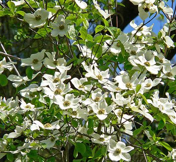 Cornus nuttallii 3 flower