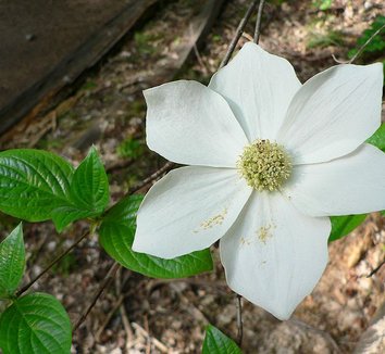 Cornus nuttallii 2 flower