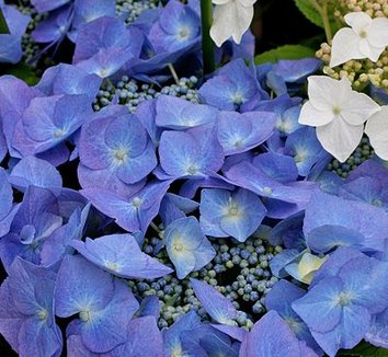 Hydrangea macrophylla 'Blaumeise' 1 flower