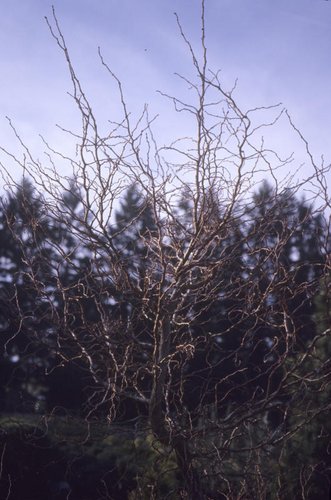 Larix kaempferi &lsquo;Diana&rsquo; | Larix kaempferi &lsquo;Diane&rsquo; | Larix leptolepis