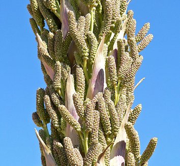 Dasylirion wheeleri 4 flower