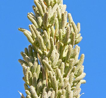 Dasylirion wheeleri 5 flower