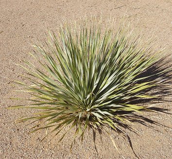 Dasylirion wheeleri 7 form