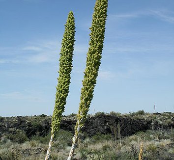 Dasylirion wheeleri 10 flower