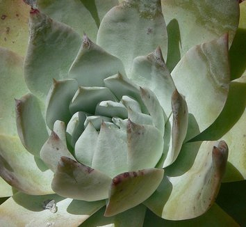 Dudleya anthonyi 1