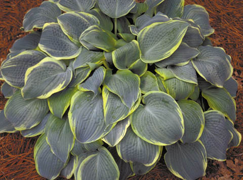 Hosta ‘Frosted Dimples’| plant lust