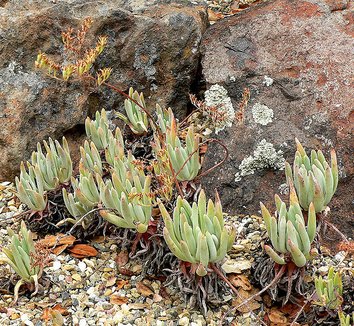 Dudleya hassei 3 flower