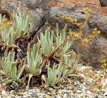 Dudleya hassei 2 flower