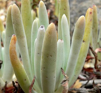 Dudleya hassei 5